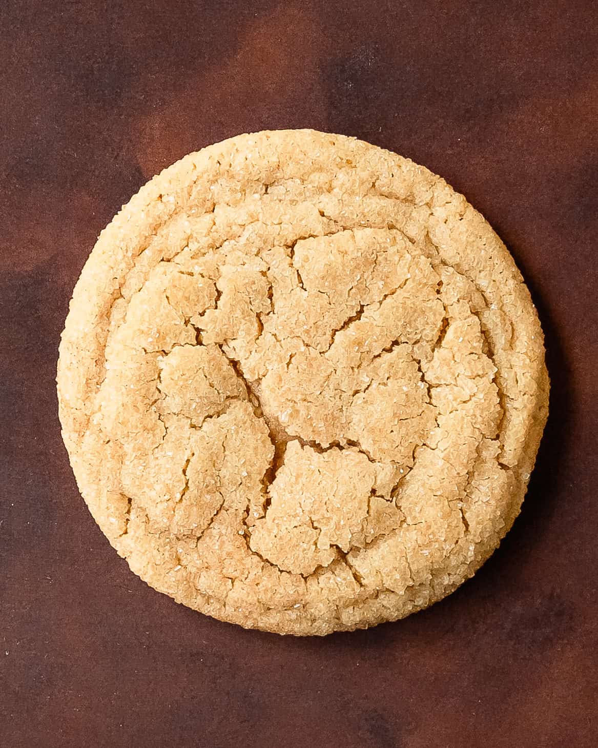 Close up of a freshly baked cinnamon sugar cookie with crackle top and cinnamon sugar coating.